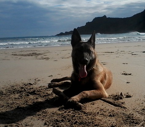 Elko en la playa de San Pedro.